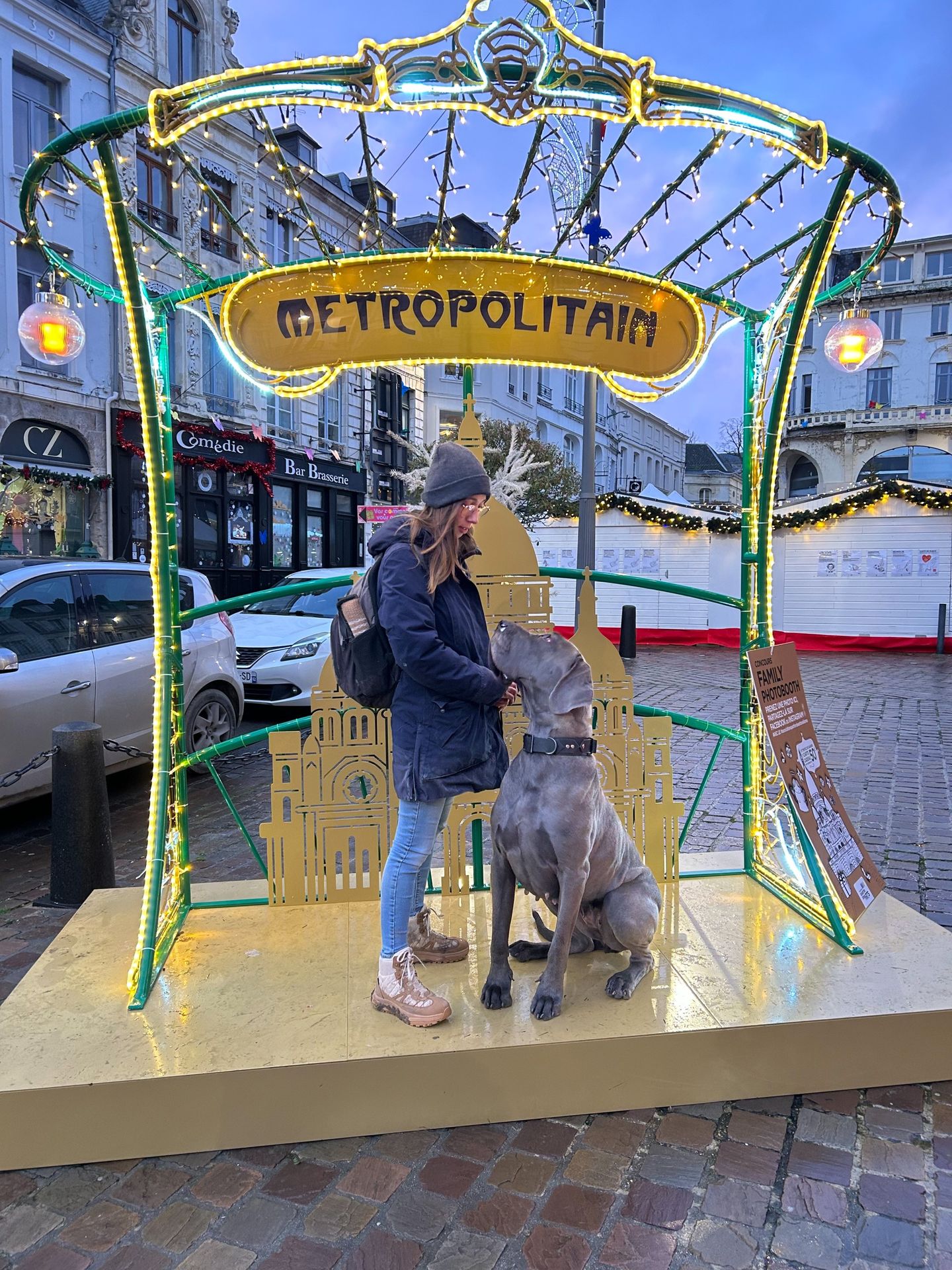 un dogue allemand assis
