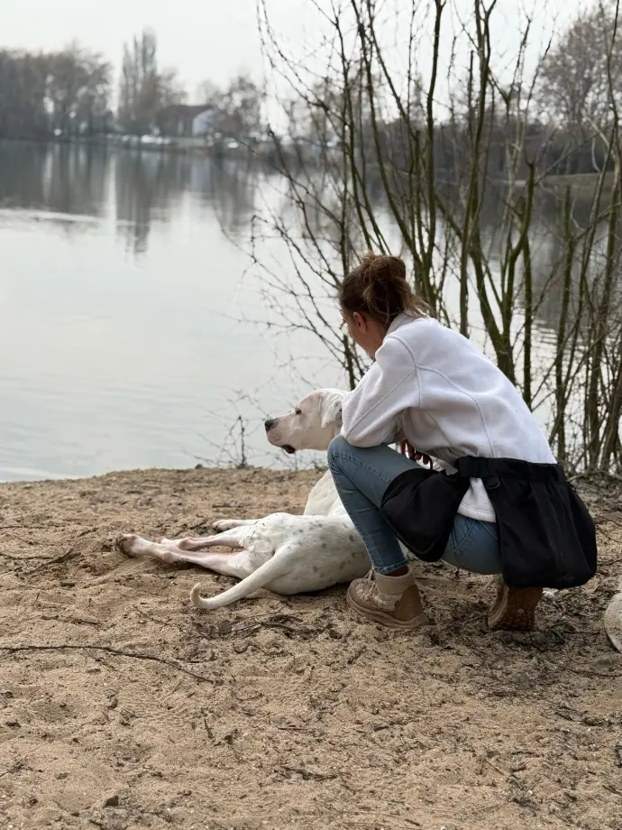 un chien couché