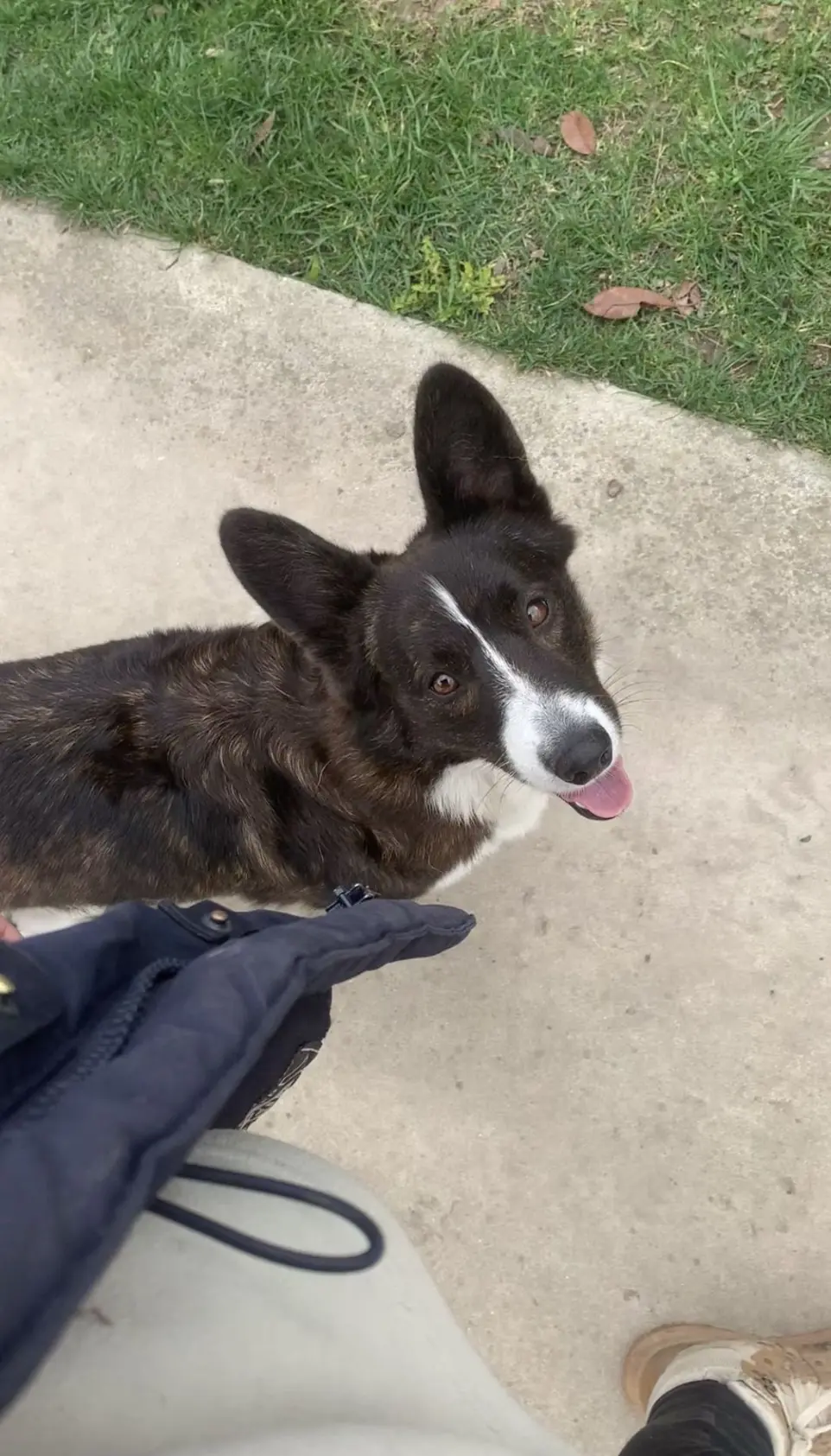 un corgi qui marche au pied
